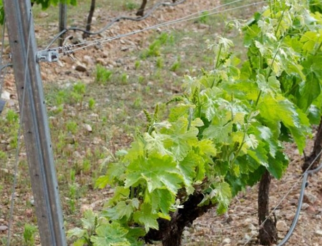 vinedo rodeado por una valla